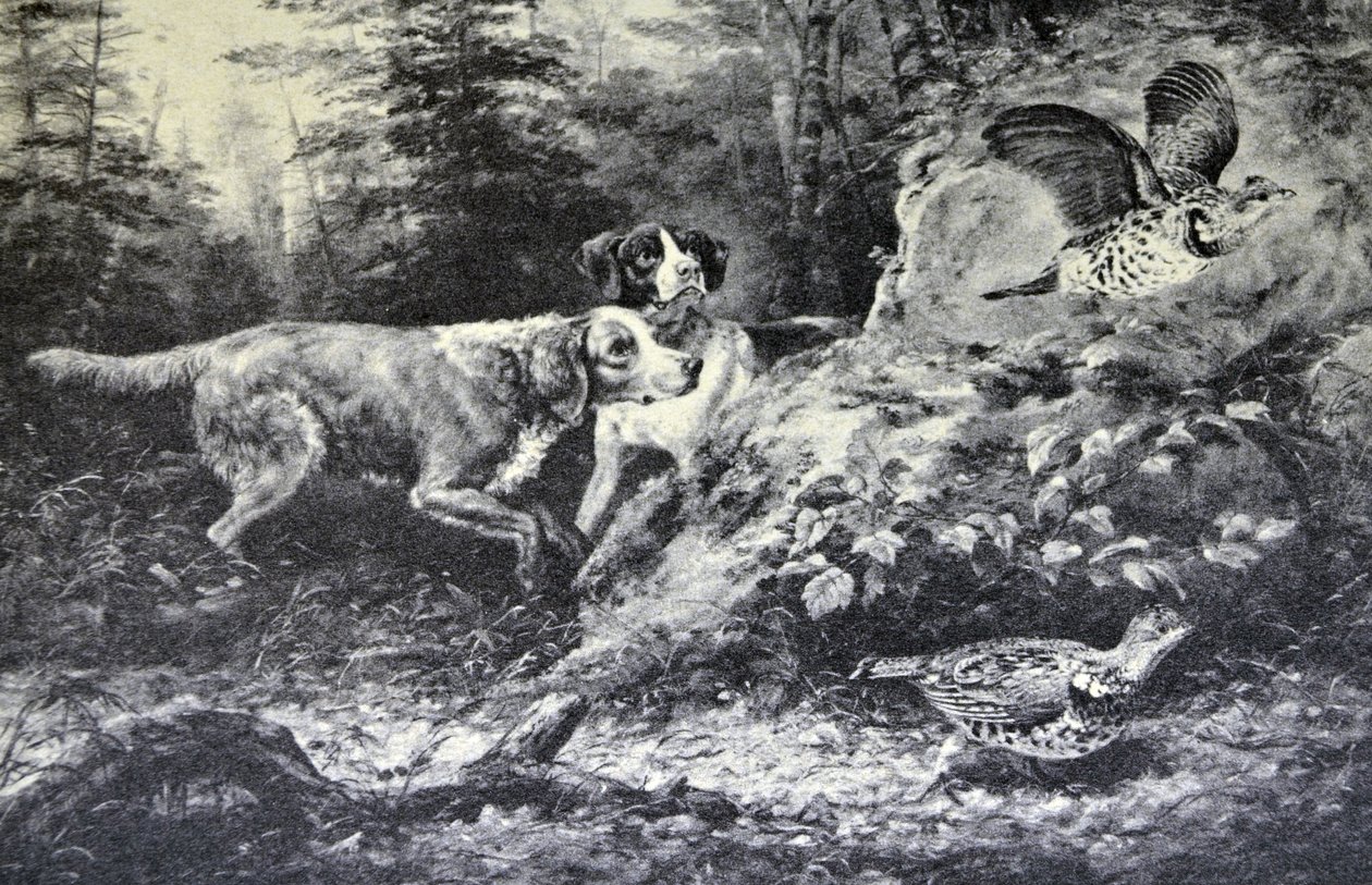 Currier & Ives -kuvitus 1800-luvulta. Amerikkalainen kenttäurheilu. Flushd (alkuperäinen öljymaalaus Arthur Fitzwilliam Tait, N.A., josta painos tehtiin. tekijältä N. and Ives, J.M. Currier
