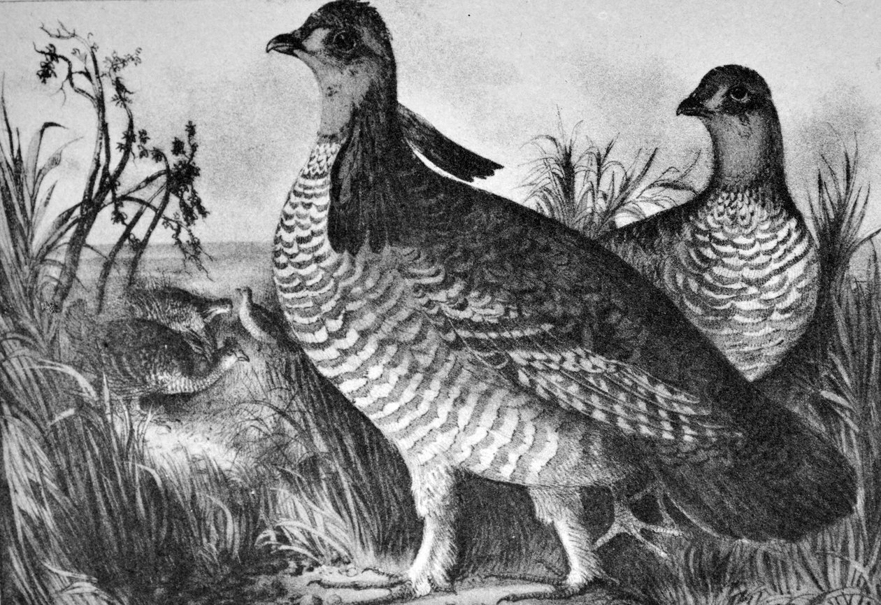 Currier & Ives -kuvitus 1800-luvulta. Preeriakanat tekijältä N. and Ives, J.M. Currier