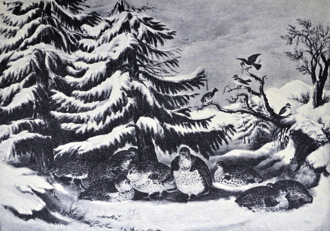 Currier & Ives -kuvitus 1800-luvulta. Lunta satoi, ryppyinen riekko talvella tekijältä N. and Ives, J.M. Currier