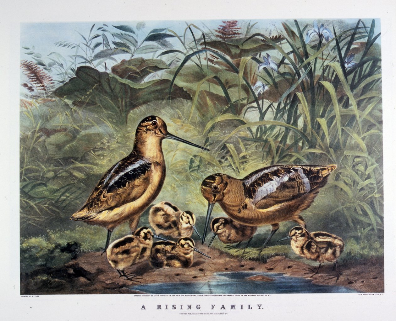A Family Rising. Arthur Tait . 1857 (litografia) tekijältä N. and Ives J.M. (1824 95) Currier