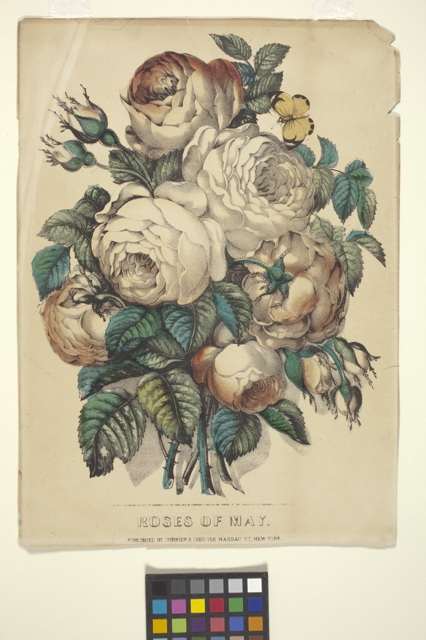 Toukokuun ruusut (käsinvärjätty litografia) tekijältä N. and Ives J.M. (1824 95) Currier