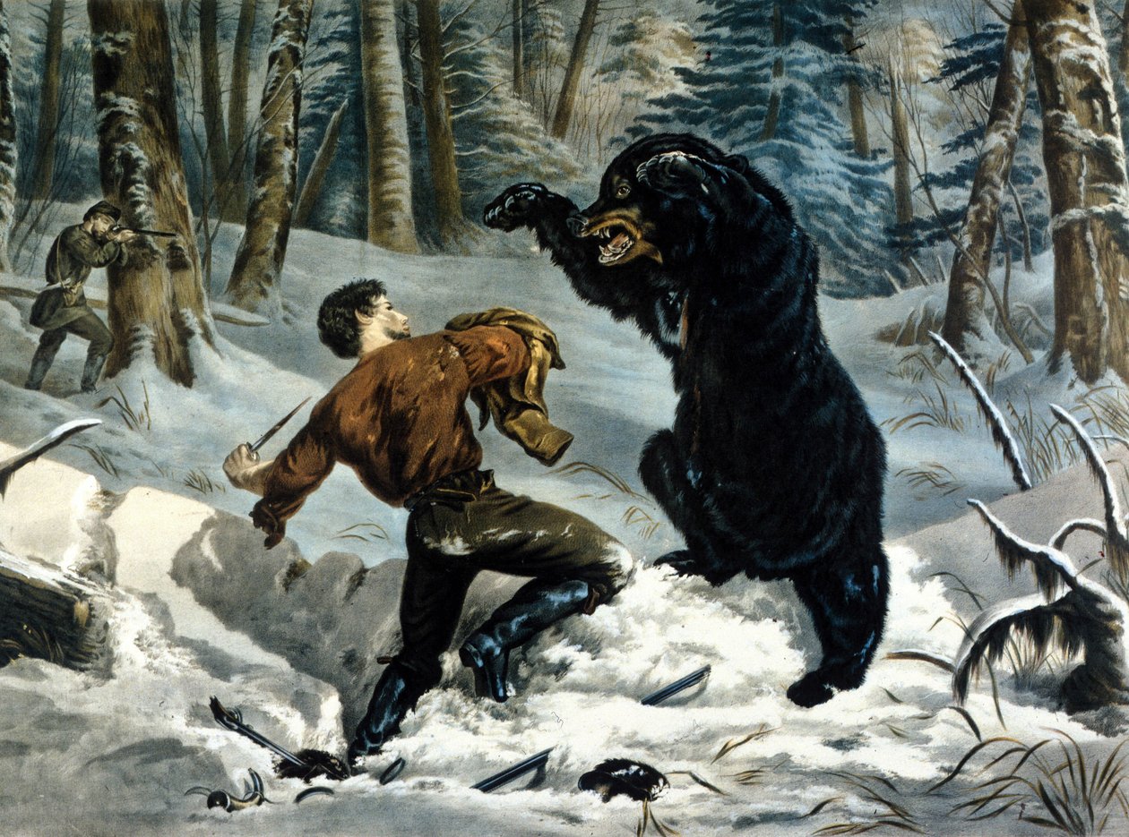The Life of Trappers (ammattimaiset metsästäjät) Kanadassa: Grizzly Bear hyökkää metsästäjän kimppuun. Kuvitus Yves ja Currier. tekijältä Currier and Ives