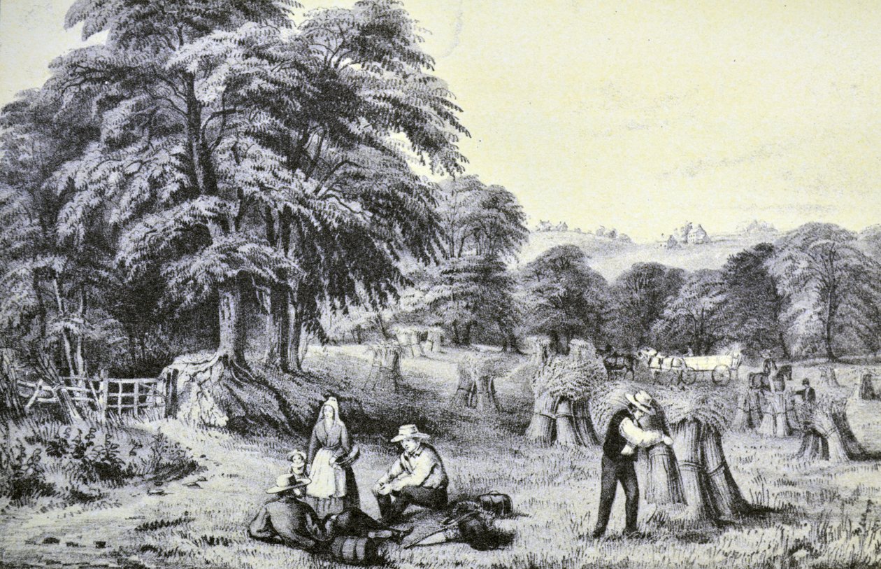 Currier & Ives -kuvitus 1800-luvulta. Sato tekijältä N. and Ives, J.M. Currier