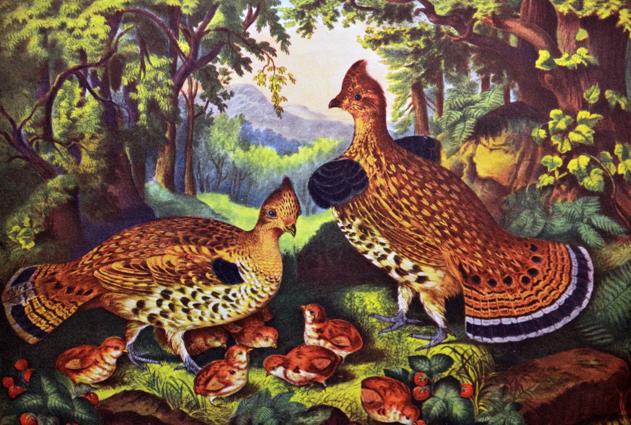 Onnellinen perhe, metsäkirvinen ja poikaset tekijältä N. and Ives, J.M. Currier