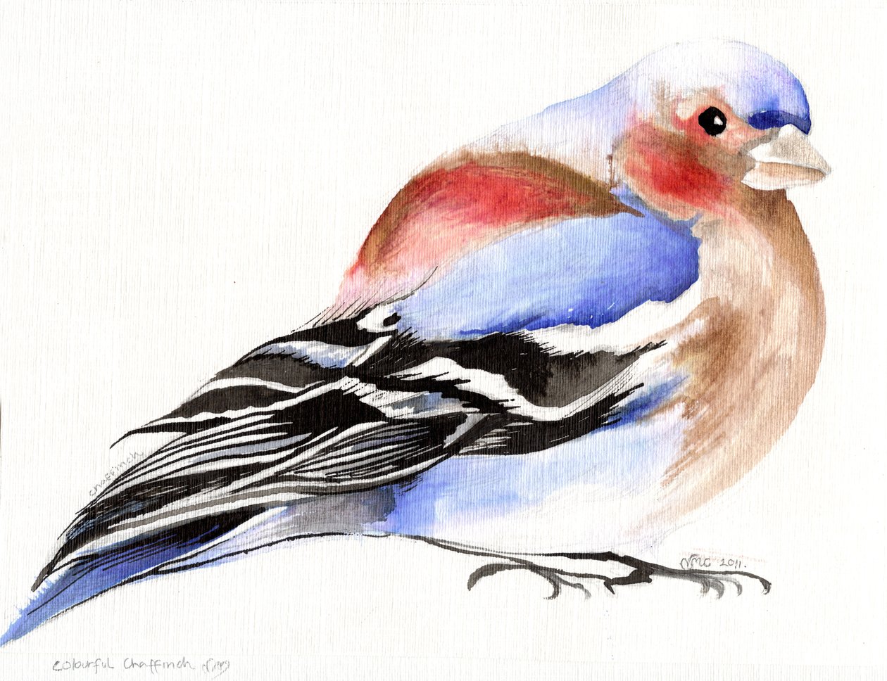 Colorful Chaffinch, 2011, (muste paperille) tekijältä Nancy Moniz Charalambous