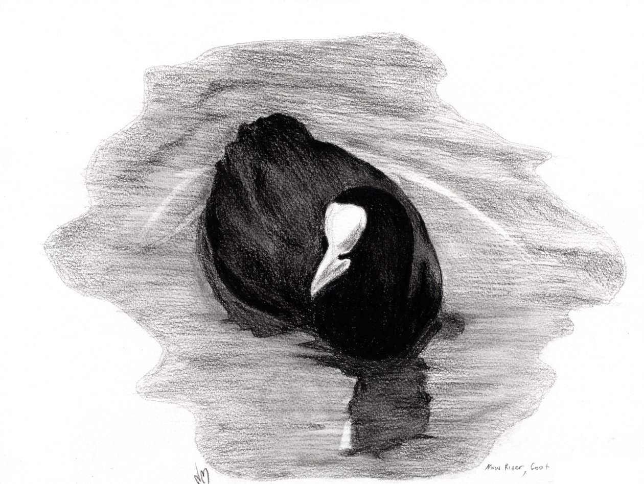 Coot of London, 2013 (hiili paperilla) tekijältä Nancy Moniz Charalambous