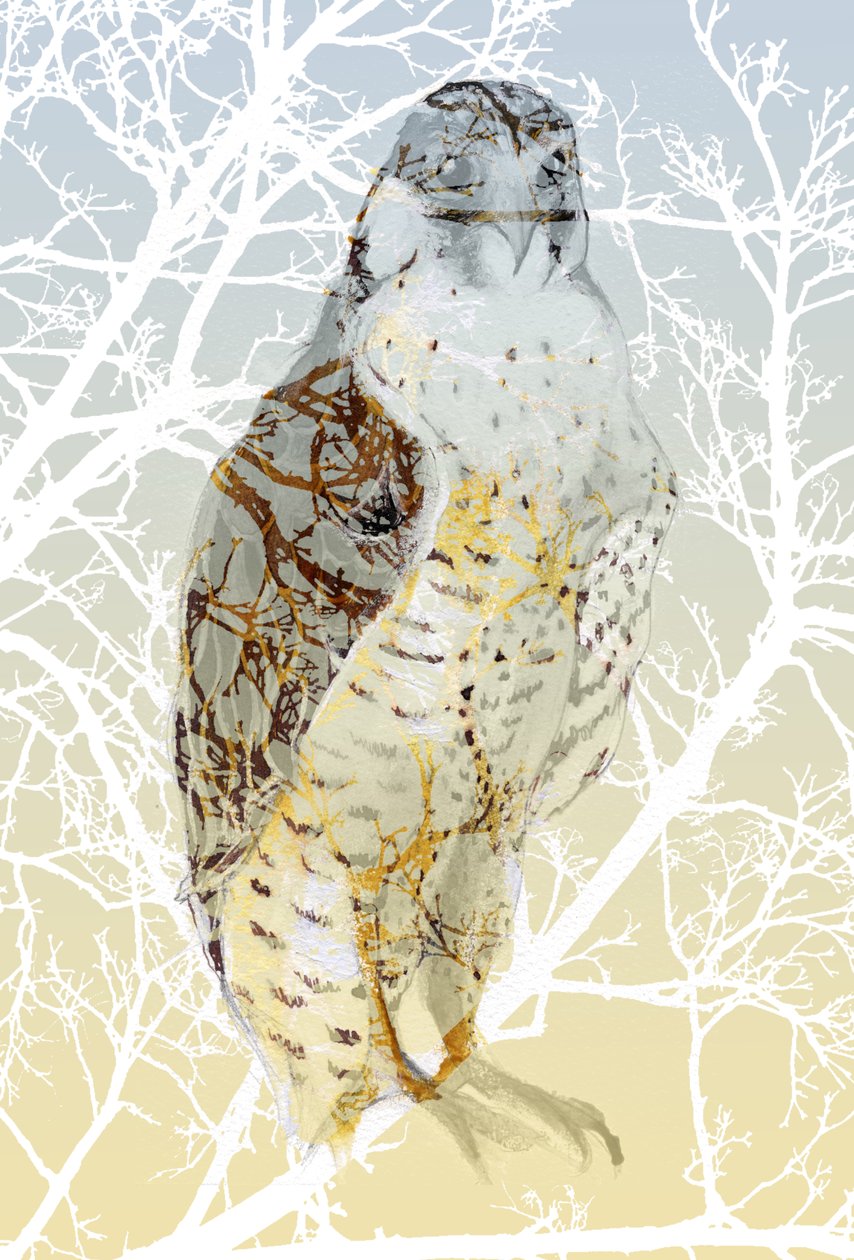 Peregrine Falcon, 2015, (muste ja guassi kortilla) tekijältä Nancy Moniz Charalambous
