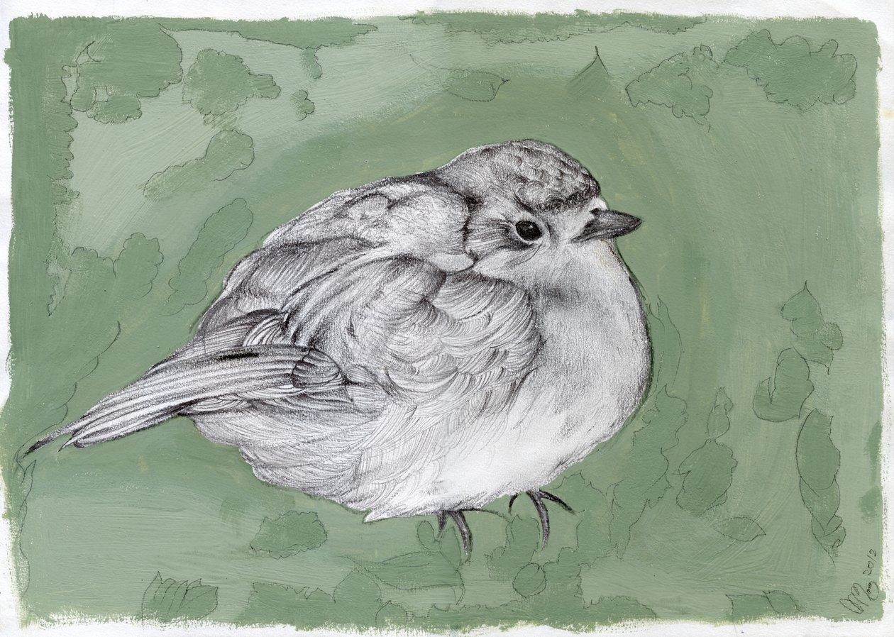 Pullea Little Robin, 2012, (guassi, kynä paperille) tekijältä Nancy Moniz Charalambous