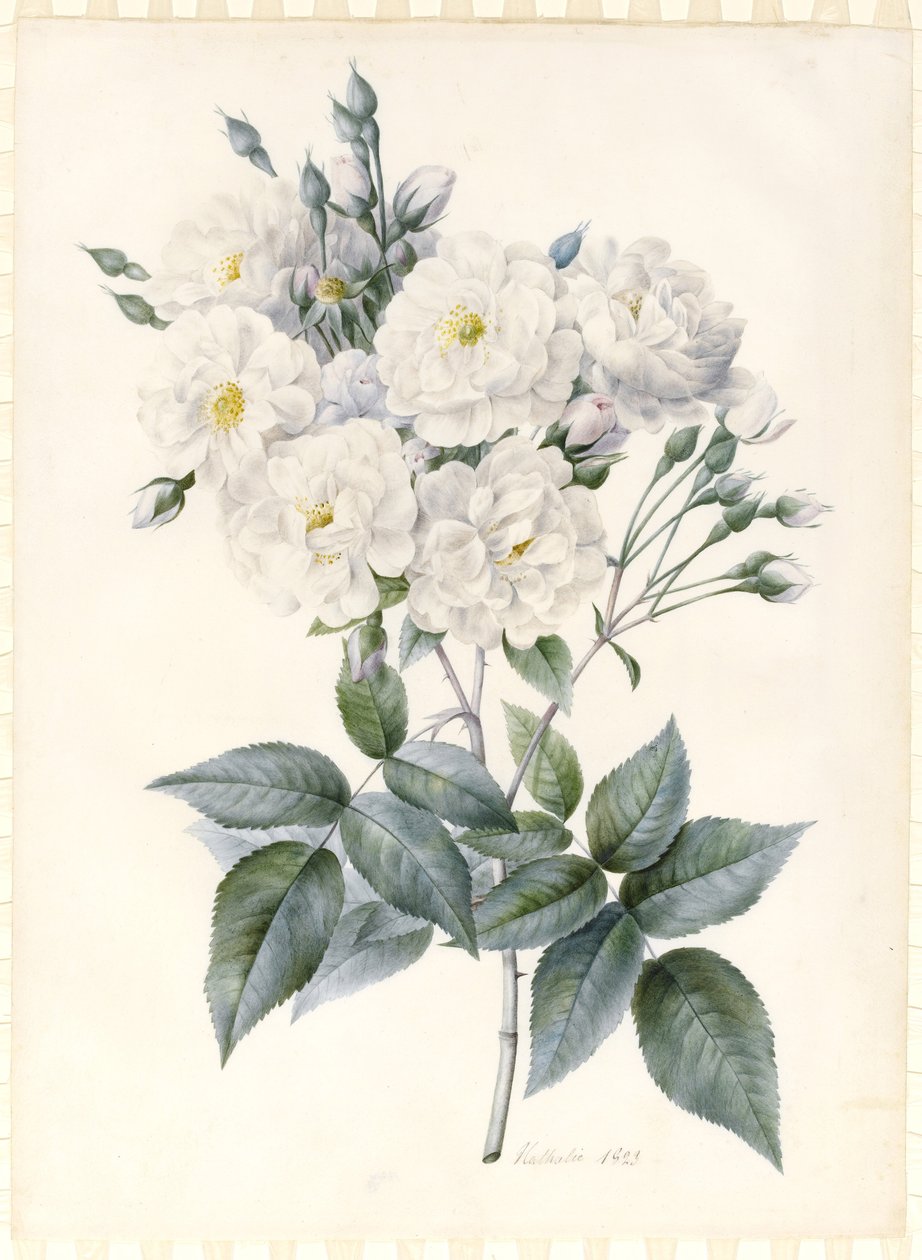 Noisette Rose, 1823 (wc ja vartaloväri, jossa on arabikumia, grafiitin ääriviivat valmistetun perunan päällä) tekijältä Nathalie d