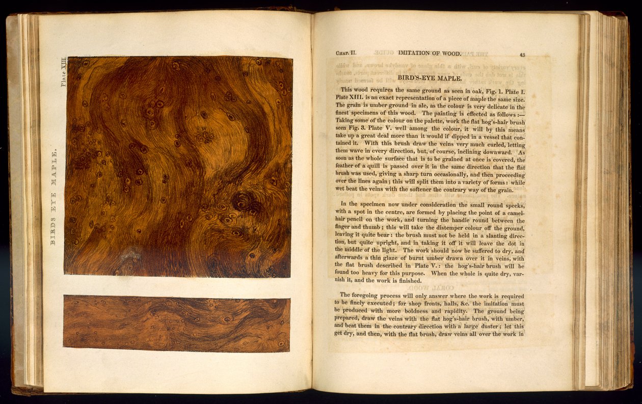 Birds Eye Maple, levy XIII teoksesta "Imitation of Wood", 1827 tekijältä Nathaniel Whittock