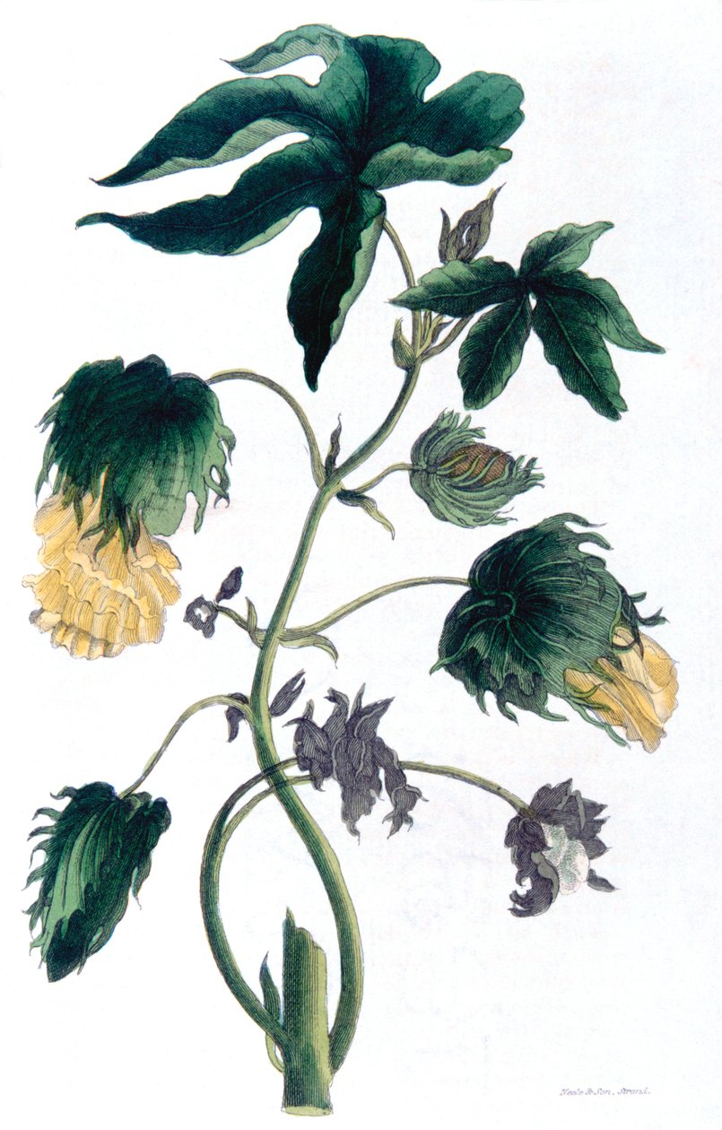 Gossypium - puuvillakasvi, 1823 tekijältä Neale and Son