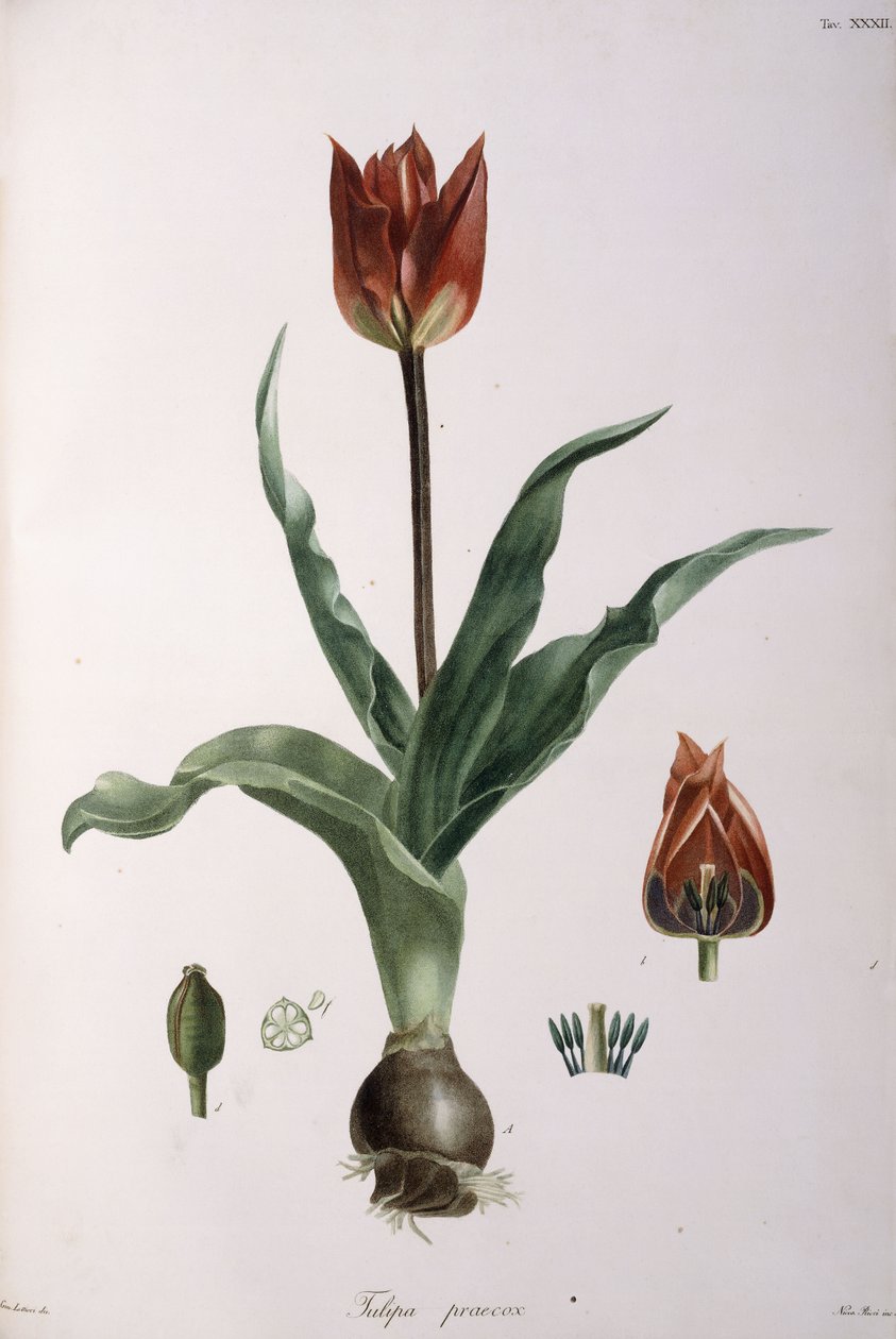 Tulppaani praecox, 1811-1829 tekijältä Neapolitan School