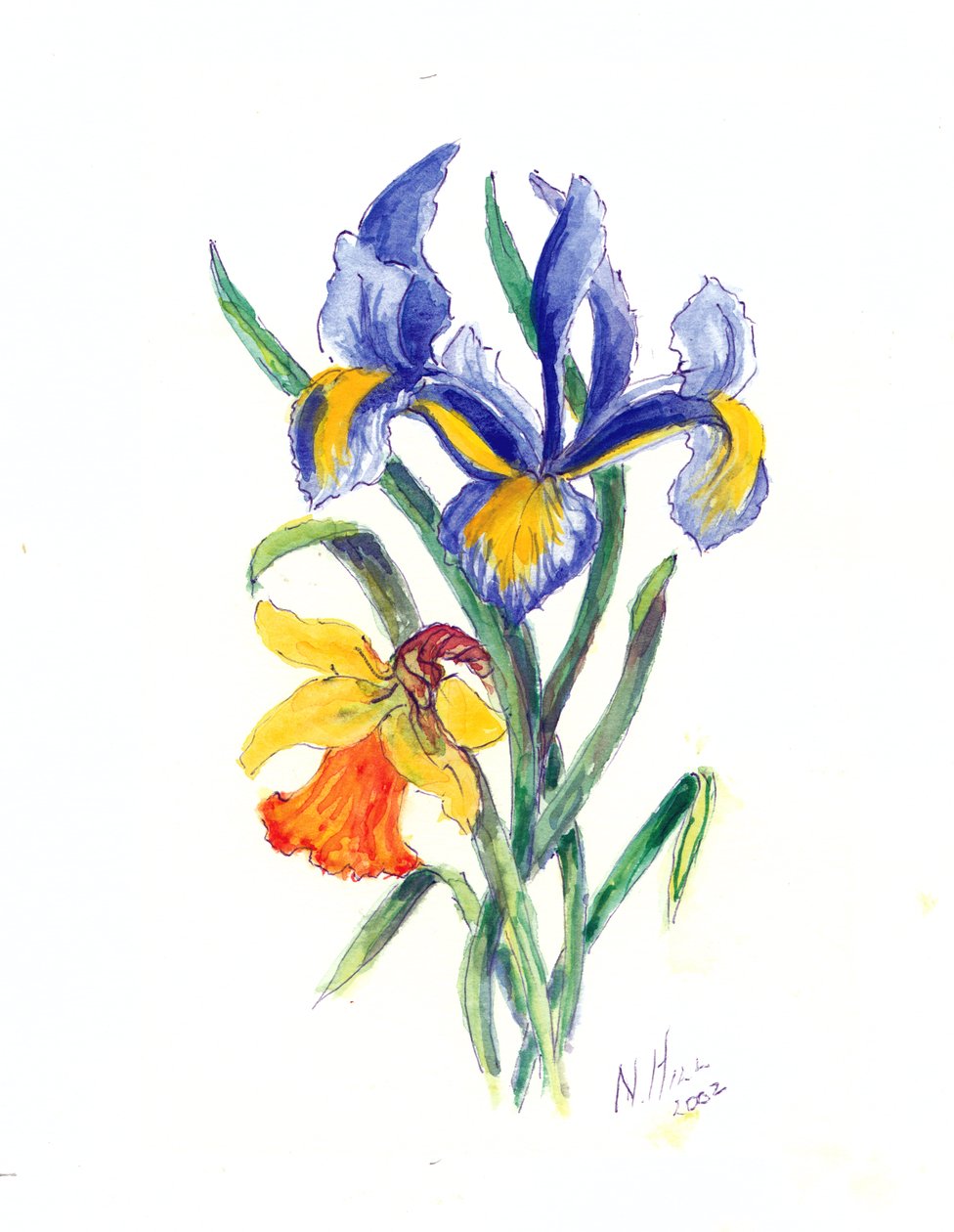 Blue Iris and Daffodil, 2002 (wc paperilla) tekijältä Nell Hill