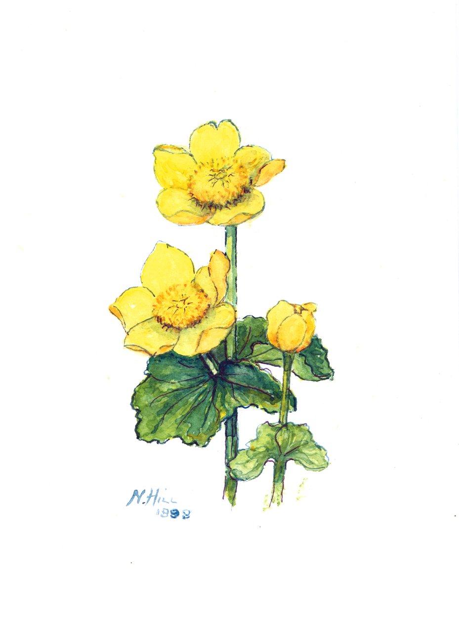 Marsh Marigold, 1998 (wc paperilla) tekijältä Nell Hill