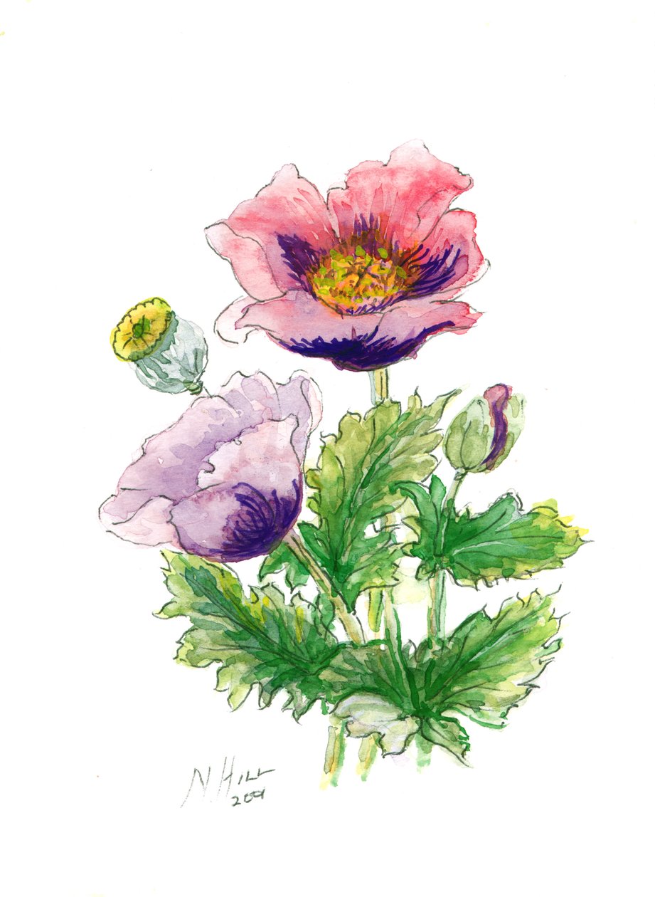 Opium Poppy, 2001 (wc paperilla) tekijältä Nell Hill