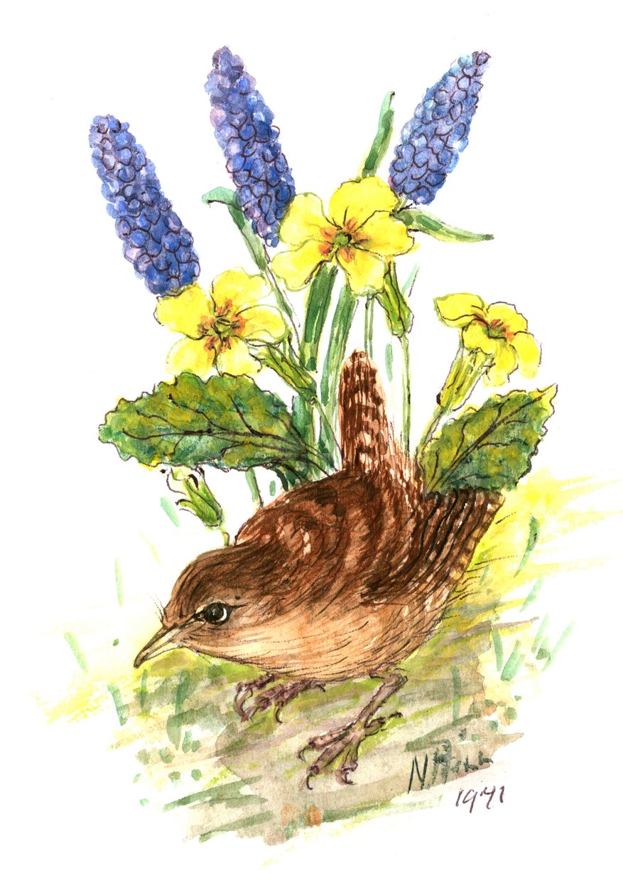Wren in Primroses (wc paperilla) tekijältä Nell Hill