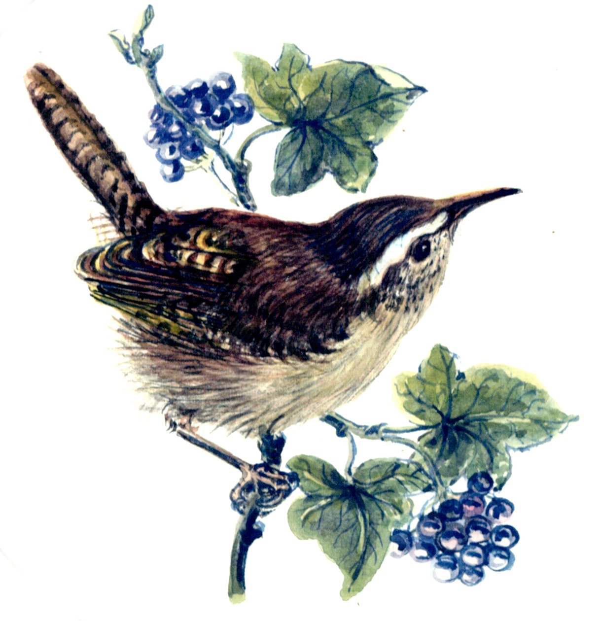 Wren in the Ivy (wc paperilla) tekijältä Nell Hill
