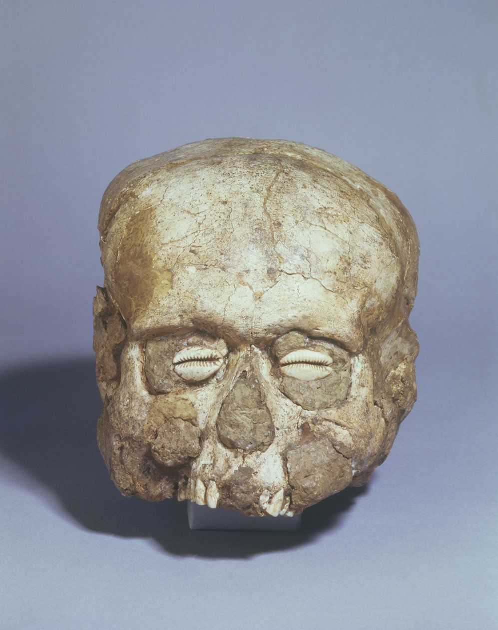 Muotokuvakallo, jossa on karhunvatukkasilmät, Jeriko, noin 7. vuosituhat eaa. (kallo, kipsi ja kuori). tekijältä Neolithic