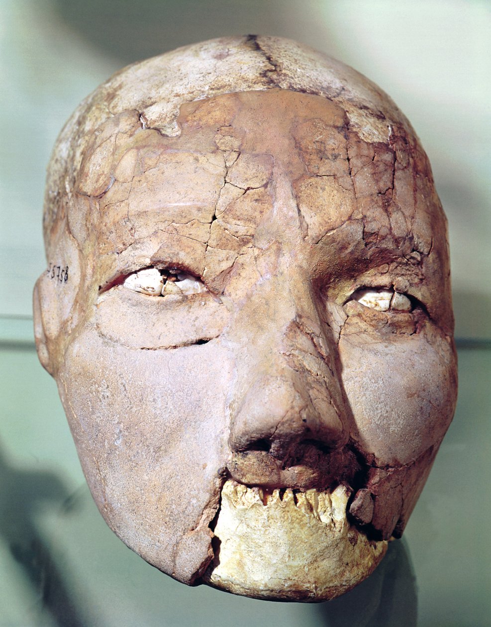 Kallo, Jerikosta, 7000-6000 eKr. (kipsi, luu ja kuoret) tekijältä Neolithic