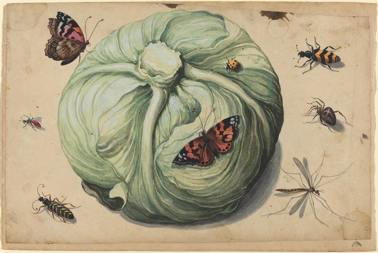 Pää kaali hyönteisten kanssa tekijältä Netherlandish 17th Century