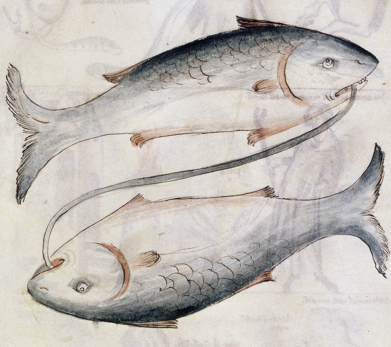 Sloane 3983 Kalojen piirustus, Jafar ibn Muhammadin (vellum) persialaisen astrologisen tutkielman käännöksestä tekijältä Netherlandish School