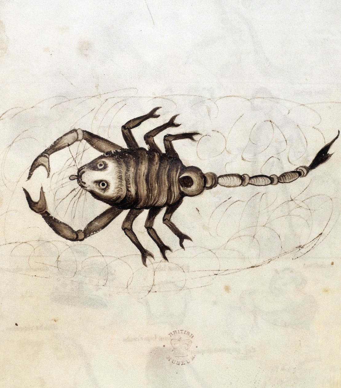 Sloane 3983. Folio nro: 23 Horoskooppimerkki Skorpioni (vellum) tekijältä Netherlandish School