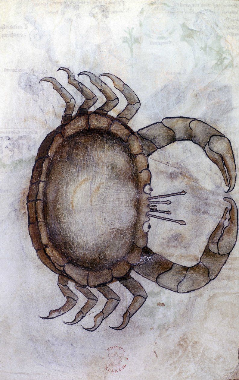 Sloane 3983 f.14v, rapu, syövän horoskooppi tekijältä Netherlandish School