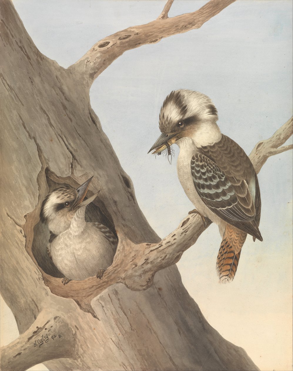 Nauraa Kookaburra, Dacelo novaeguineae tekijältä Neville HP Cayley