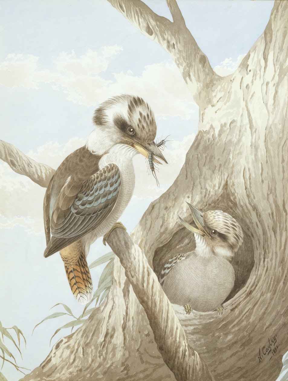 Kookaburrat ruokkimassa puun pesässä, 1892 tekijältä Neville HP Cayley