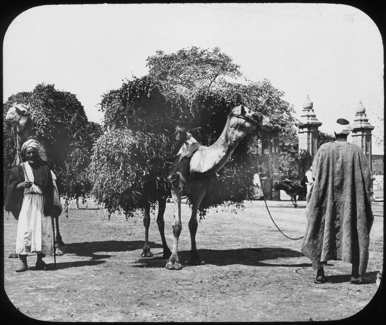 Kamelit kuljettavat rehua, Egypti, c1890. tekijältä Newton and Co