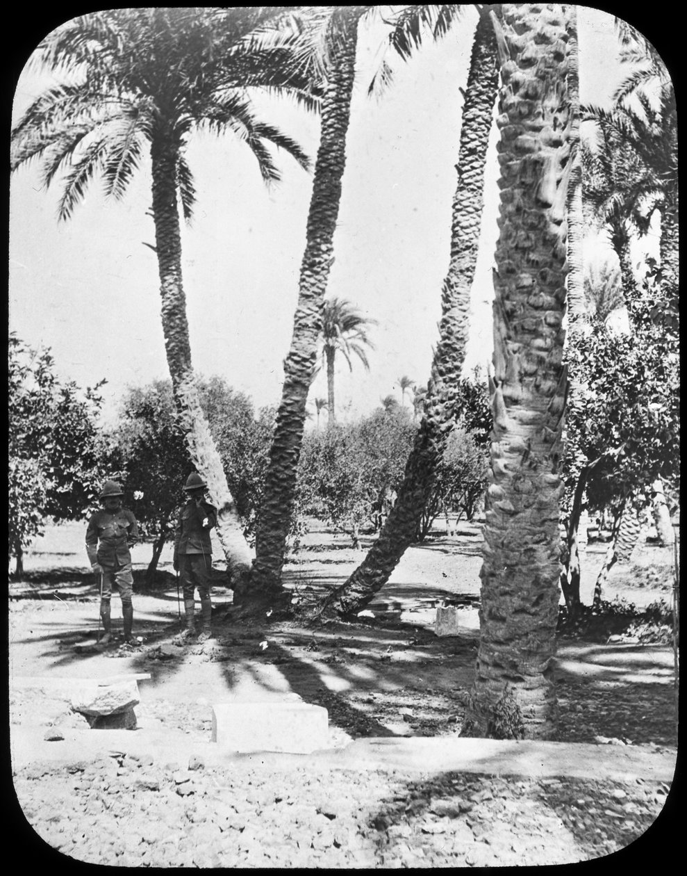 Kenraali Gordons Garden, Khartum, Sudan, c1890 tekijältä Newton and Co