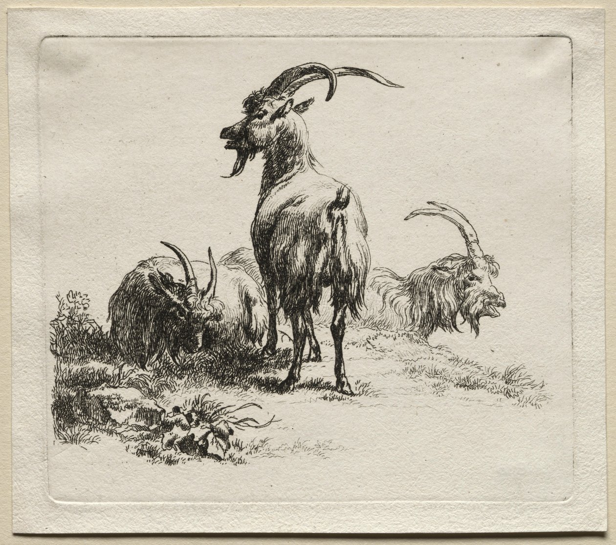 Kolme vuohetta. tekijältä Nicolaes Pietersz. Berchem