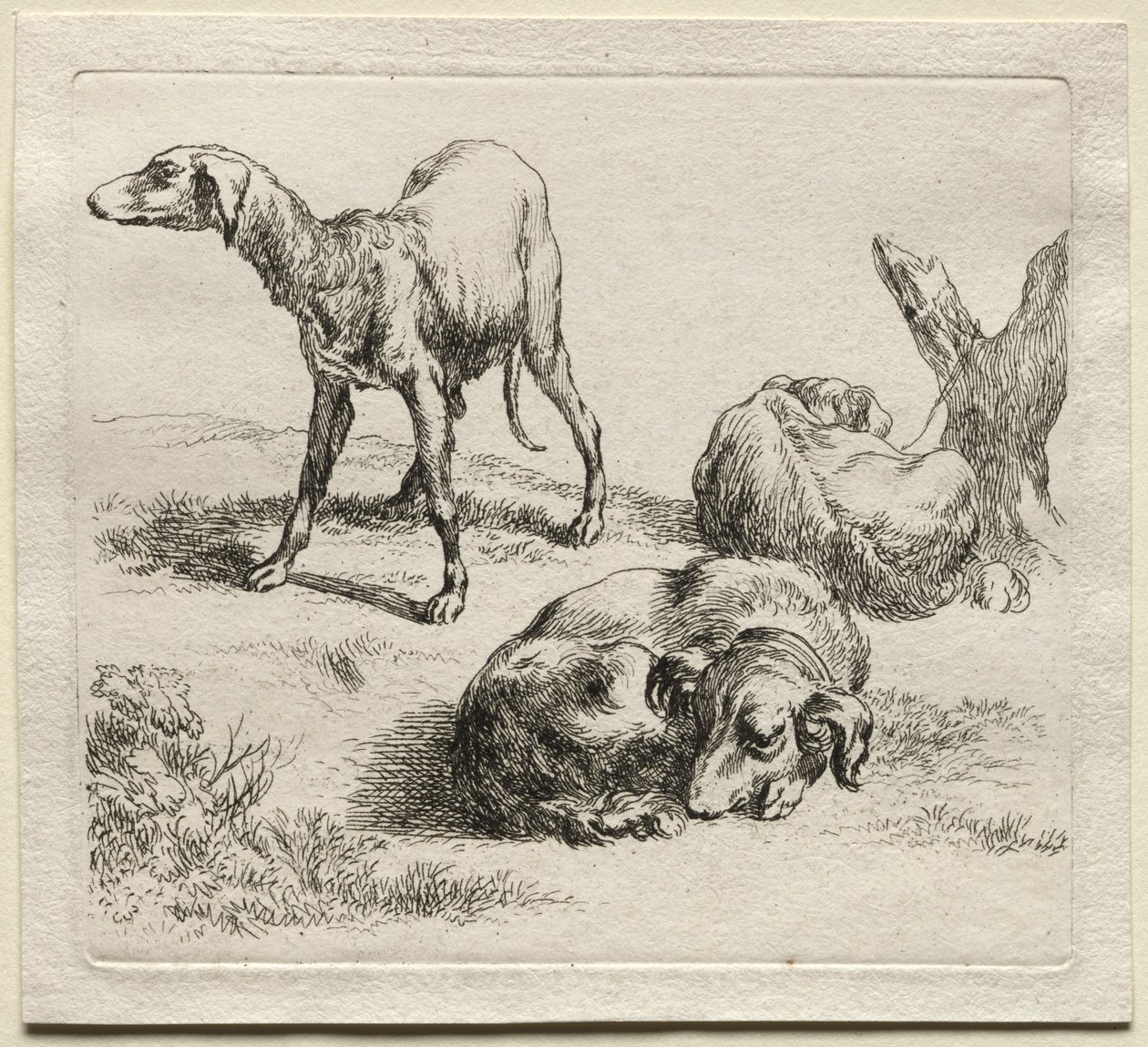 Kolme metsästyskoiraa. tekijältä Nicolaes Pietersz. Berchem