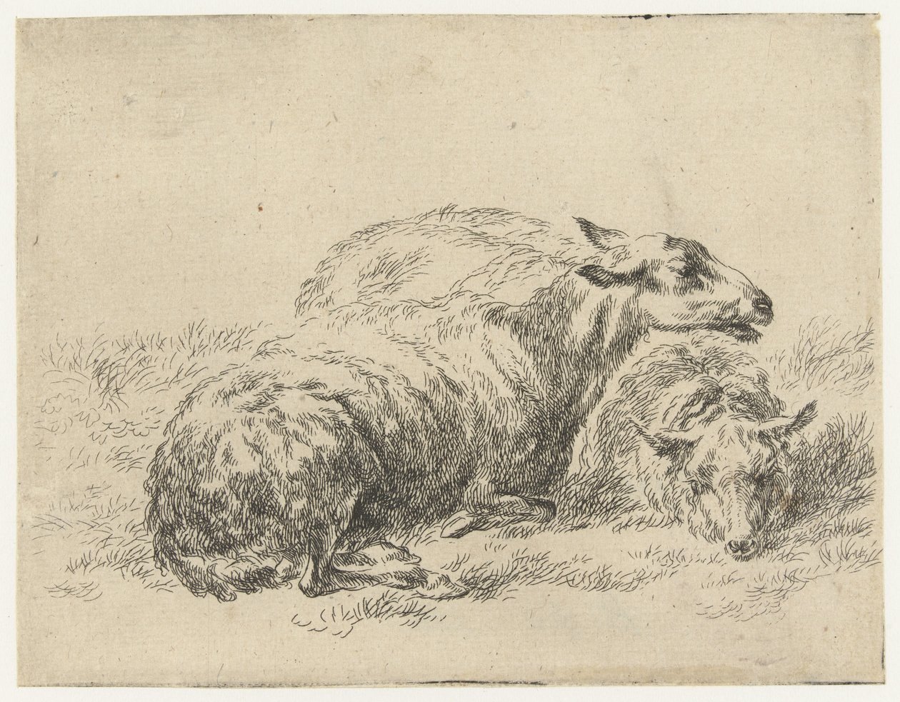 Twee ligende schapen Schapen (sarjan nimi) Studio and Art of Nicolai Berchem (sarjan nimi) herättää elämään ja painaa veteen voimakkaalla ilmalla eläimet tekijältä Nicolaes Pietersz Berchem