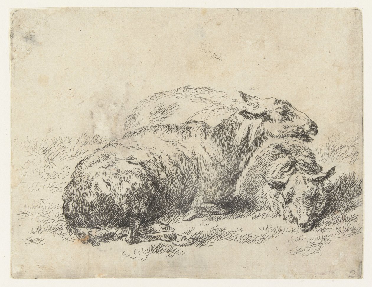 Twee Ligende Schapen lampaat (sarjan nimi) Studio and Art of Nicolai Berchem (sarjan nimi) herättää elämään ja painaa veteen voimakkaalla ilmalla eläimet tekijältä Nicolaes Pietersz Berchem
