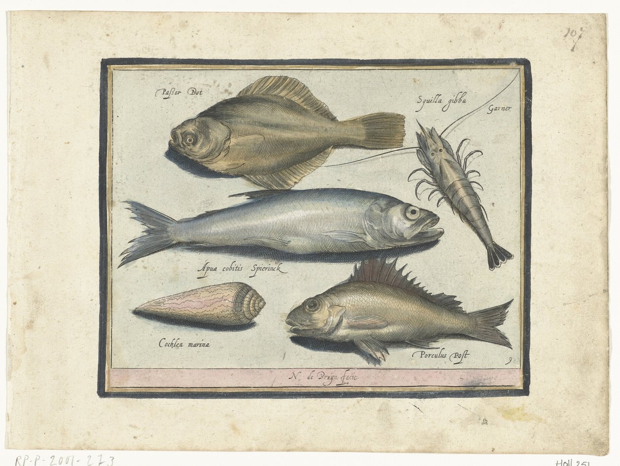 Llissa, gambes, olor i pos Libelivs miscellaneous Genera piscium complectens (títol de la sèrie) Acabat de peixos d