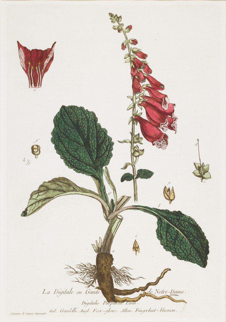 La Digitale (Foxglove), La Boutique toi kaikkien ulottuville, 1774 tekijältä Nicolas Francois Regnault