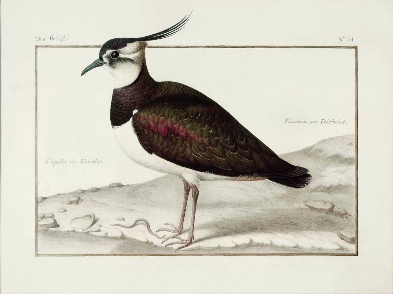 A Lapwing (wc on vellum) tekijältä Nicolas Robert