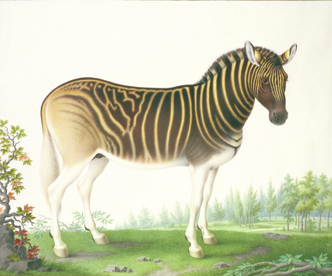 Quagga (guassi ja wc vellum) tekijältä Nicolas Robert