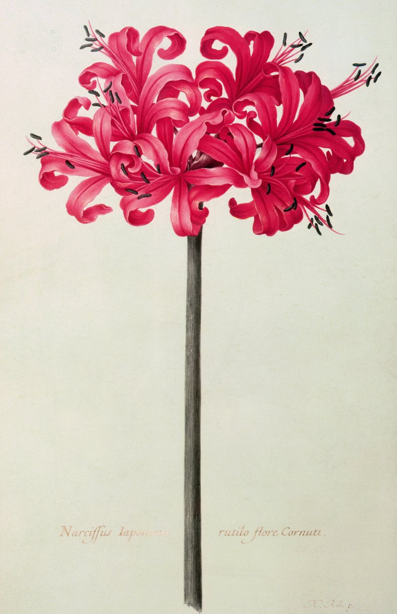 Amaryllis Sarniensis tai Narcissus (wc vellum) tekijältä Nicolas Robert