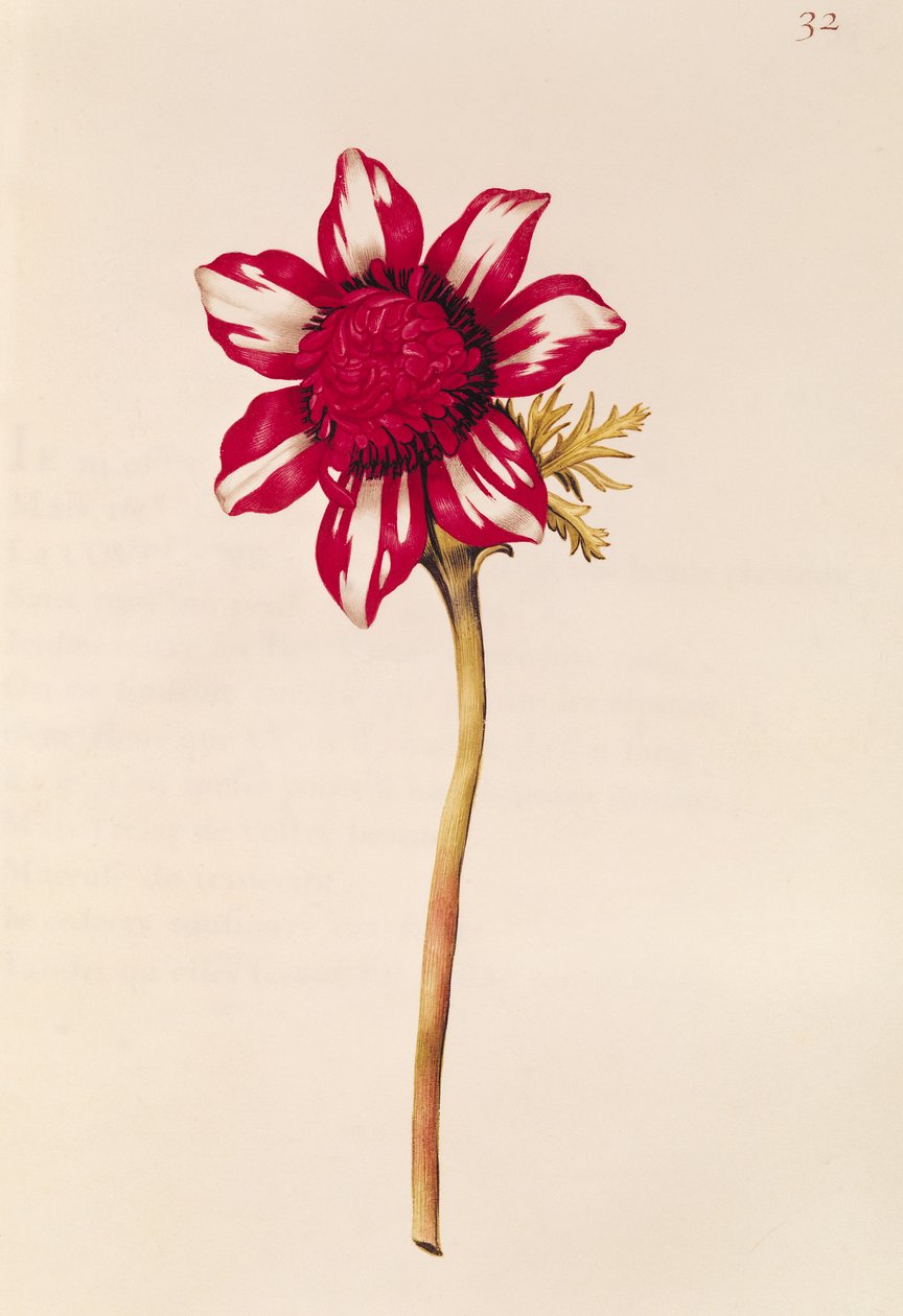Anemone, elokuvasta "La Guirlande de Julie", n. 1642 (wc vellum) tekijältä Nicolas Robert