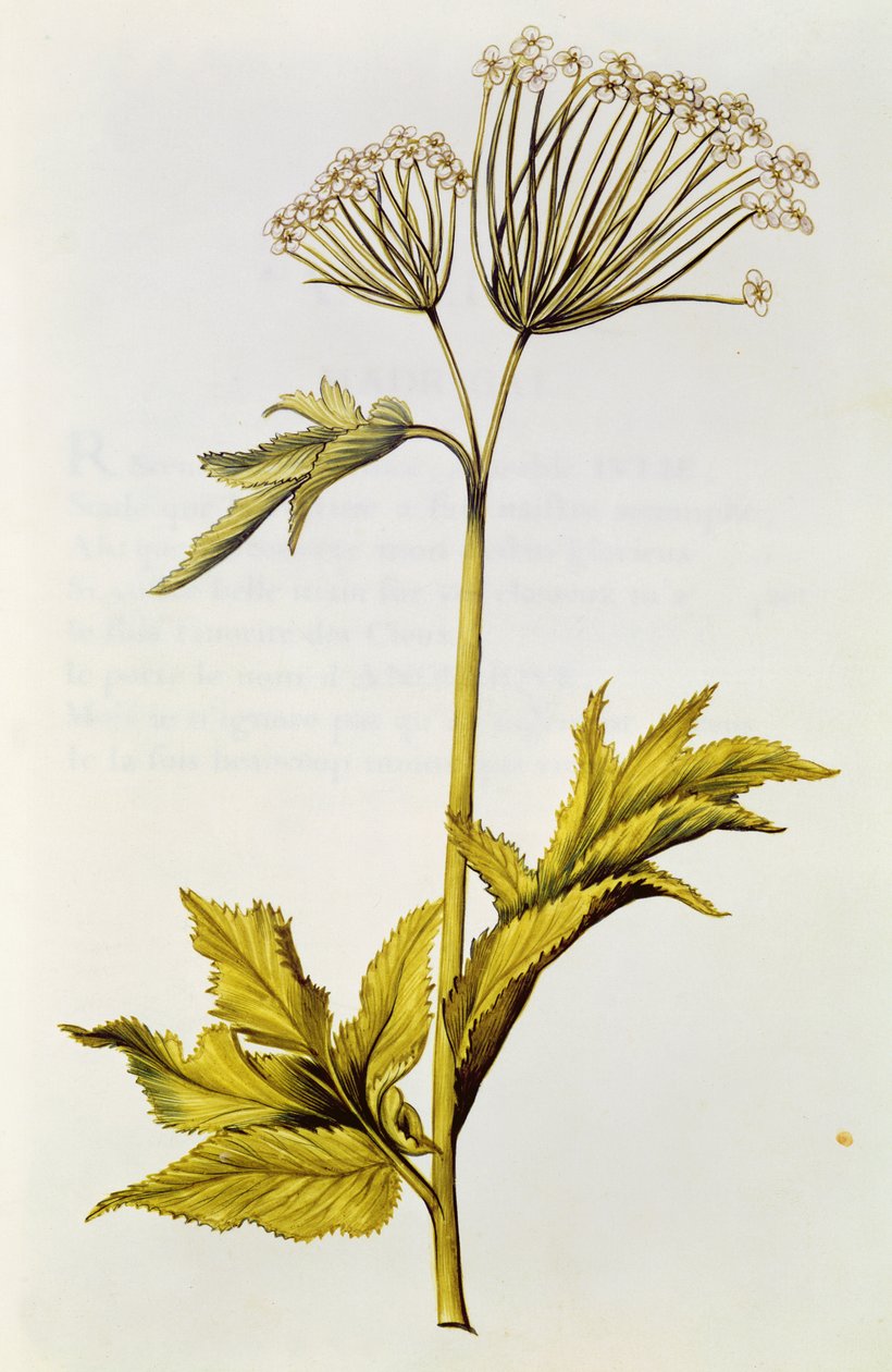 Angelica, elokuvasta "La Guirlande de Julie", n. 1642 (wc vellum) tekijältä Nicolas Robert