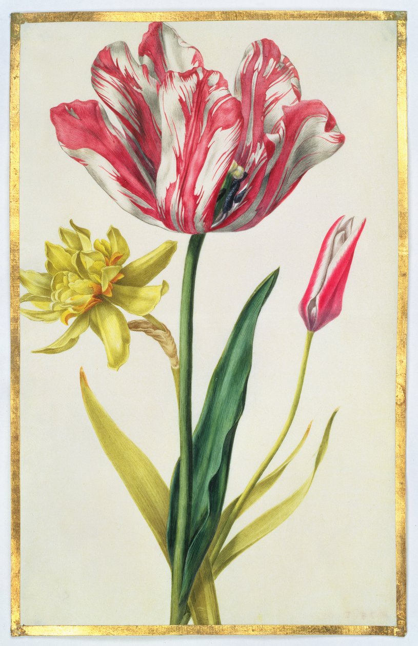Narsissi ja tulppaani, n. 1675 (guassi vellum) tekijältä Nicolas Robert