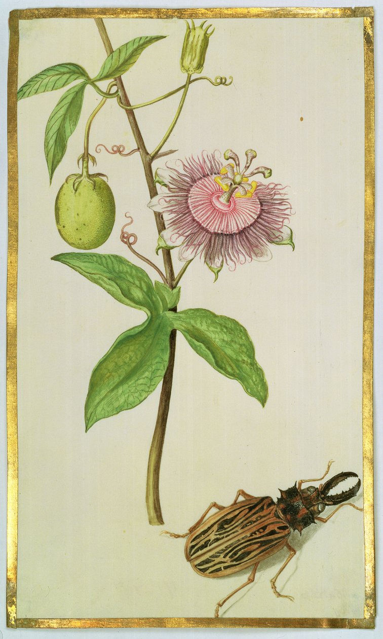 Eksoottinen kasvi ja kovakuoriainen, n. 1675 (guassi vellum) tekijältä Nicolas Robert