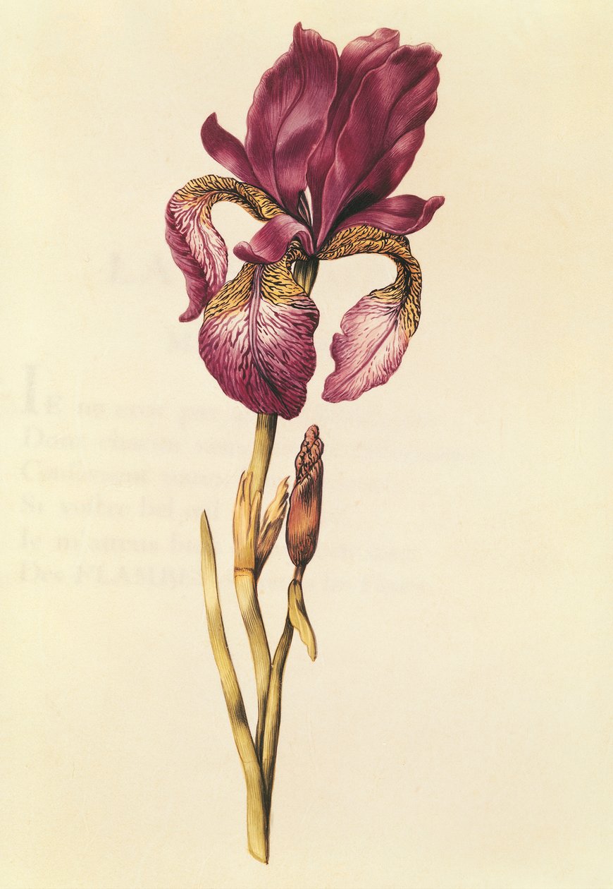 Iris, elokuvasta "La Guirlande de Julie", n. 1642 (wc vellum) tekijältä Nicolas Robert