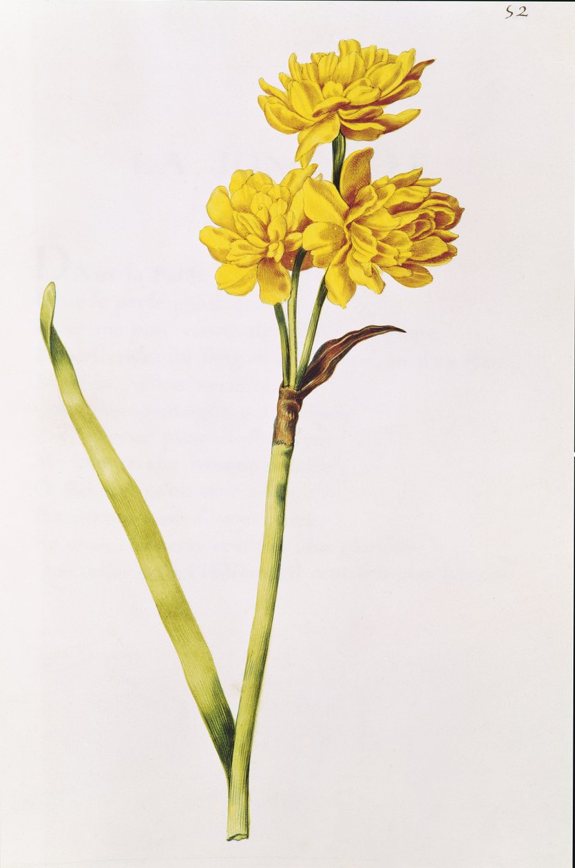 Jonquil, elokuvasta "La Guirlande de Julie", n. 1642 (wc vellum) tekijältä Nicolas Robert