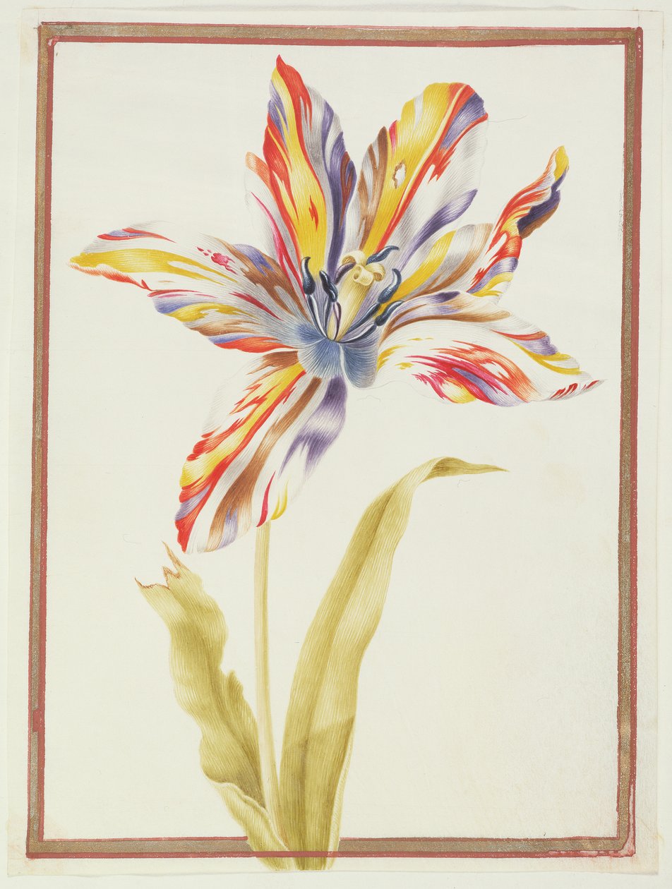 PD.109-1973.f19 Monivärinen "Broken" tulppaani (wc vellum) tekijältä Nicolas Robert