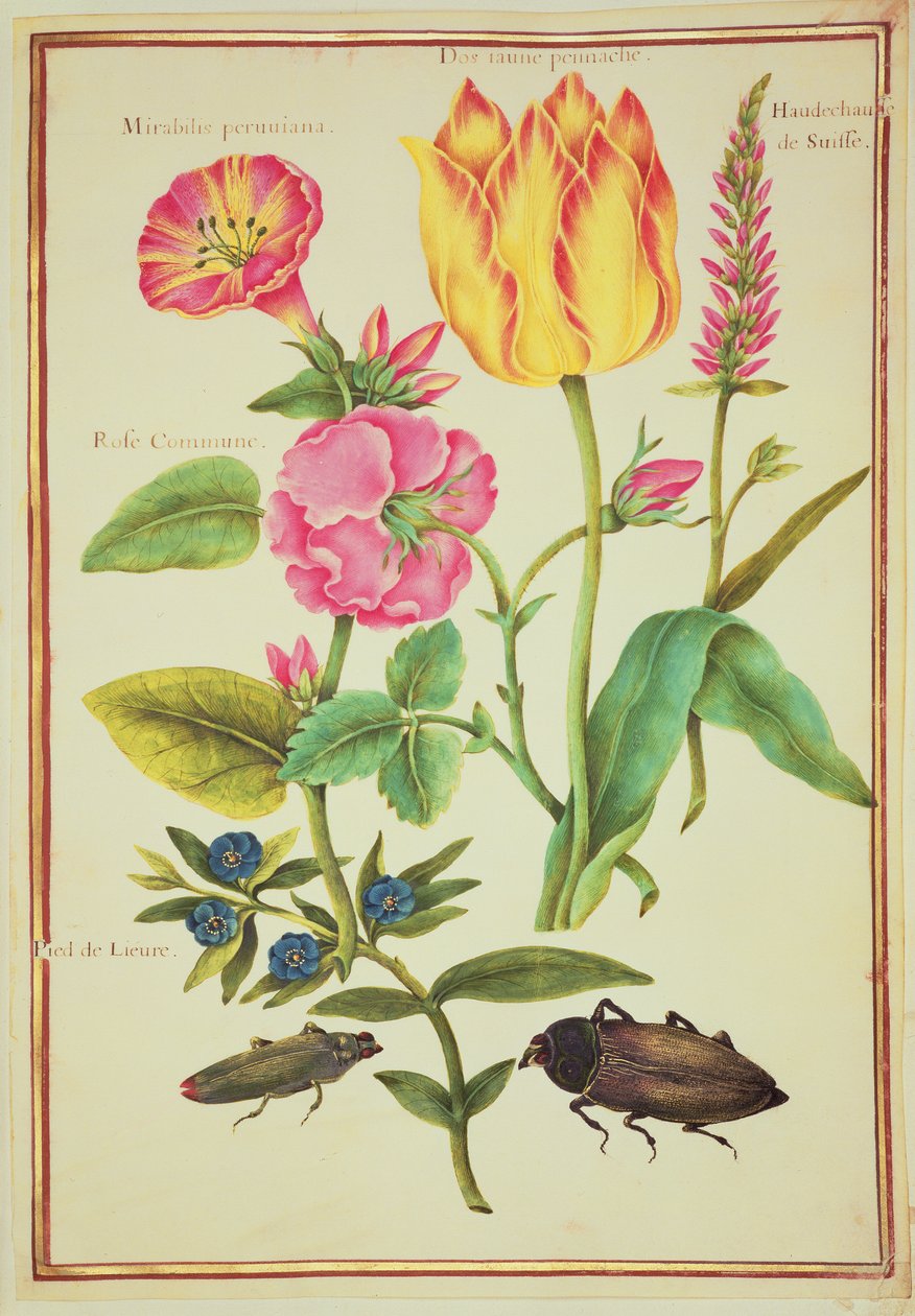PD.109-1973.f23 Flower Studies (wc vellum) tekijältä Nicolas Robert