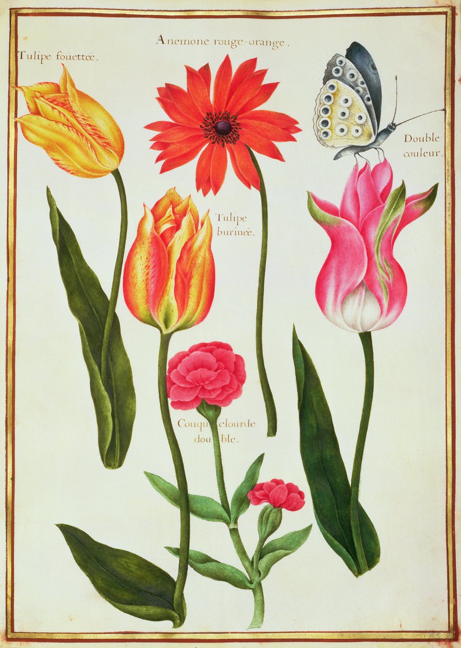 PD.109-1973.f27 Tulppaanit, Anemone, Lychnis ja perhonen (wc perhonen) tekijältä Nicolas Robert