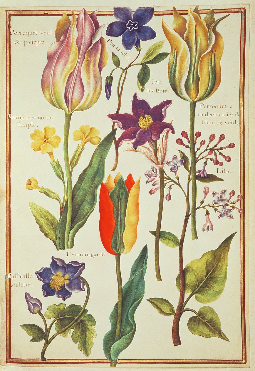 PD.109-1973.f30 Flower Studies (wc vellum) tekijältä Nicolas Robert